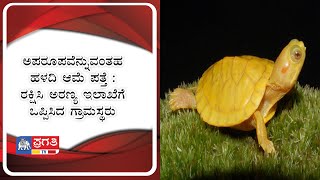 ಅಪರೂಪವೆನ್ನುವಂತಹ ಹಳದಿ ಆಮೆ ಪತ್ತೆ : ರಕ್ಷಿಸಿ ಅರಣ್ಯ ಇಲಾಖೆಗೆ ಒಪ್ಪಿಸಿದ ಗ್ರಾಮಸ್ಥರು