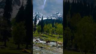 The enchanting calm of Kashmir #trending #nature #viralvideo #shorts