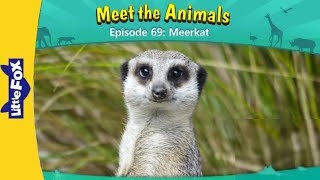 Meet the Animals 69 | Meerkat | Wild Animals | Stories For Kindergarten