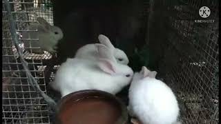 cute four rabbit🐇