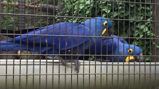 東山動物園のコンゴウインコ