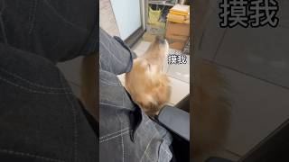 討摸的狗｜愛生氣的狗｜黃金獵犬｜Lulu #黃金獵犬 #goldenretriever #shorts #狗狗 #可愛