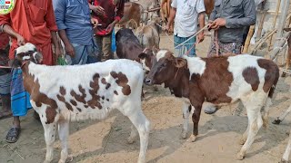 আজ ২৫/২/২৫ | সবচেয়ে ছোট করে ফ্রিজিয়ান ও ক্রসজাতের ষাঁড় ও বকনা বাছুরের দাম | খোচাবাড়ী হাট