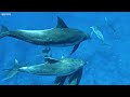 11 hrs of 4k turtle paradise undersea nature relaxation film piano relaxing music