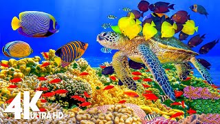 11 HRS of 4K Turtle Paradise - Undersea Nature Relaxation Film + Piano Relaxing Music