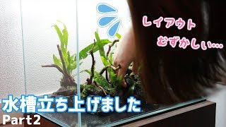 【初心者水槽立ち上げ】レイアウトって簡単だと思ってました【アクアリウム】