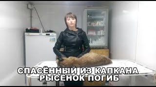 СПАСЁННЫЙ ИЗ КАПКАНА РЫСЁНОК ПОГИБ