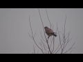 Walking on air - Common Kestrel/ Torenvalk