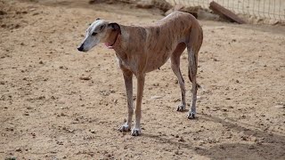 Greyhounds Get 2nd Chance at Life Through Rescue Group