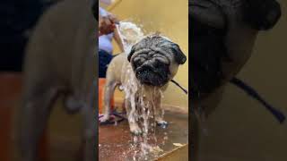 அன்பு தான் வெல்லுமே எந்த நாளும்#dog #doglover #pug #ytshorts #tamil #tamilsongs #trending #dogvideo