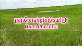 ស្រូវមើលទៅល្អតែស្ថិតនៅក្នុងដំណាក់កាលឈឺហើយ !!!