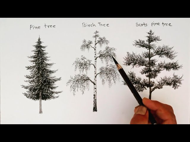 How To Draw A Tree With Pencil Step By Step