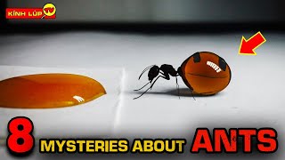 8 Unexplained Mysteries About The Strangest Ants That Blow Your Mind For Sure | KINH LUP TV GLOBAL