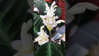 ÇİÇEK AÇMIŞ BİR CALATHEA (Kalatya) DUA BİTKİSİ / #sierrabotanique