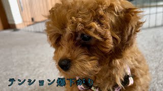 はじめてのハーネスでテンション爆下がり生後3ヶ月の子犬[トイプー×ビジョン]