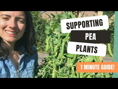 Is pea plant a climber?