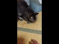 猫を飼うには家が破壊されていく覚悟ぐらい必要よね。