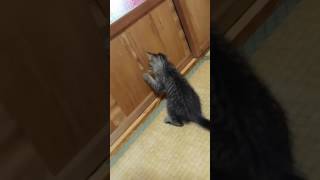 猫を飼うには家が破壊されていく覚悟ぐらい必要よね。