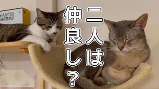 先住猫と新入り子猫ついに仲良くなる…？