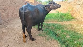 چاچامنظورپربانہ کلیانوالہ| 2بھینسیں برائےفروخت،29اگست 2023 Pure Neli |  Nili Ravi Buffalo for Sale