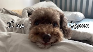 •Choco's VLOG• 산책하다 담걸린 강아지가 있다? / 세차 무서워하는 겁쟁이 강아지 /  5키로 푸들 / 동물병원 방문기