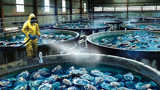 This is Why Oysters Are So Expensive - Modern Fish Processing