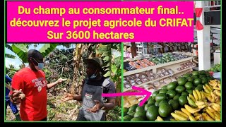 Découvrez le projet agricole sur 3600 ha du CRIFAT et SAWA FOOD (Steve Fah)