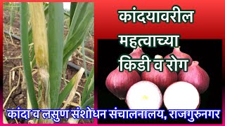 कांदा।महत्वाचे रोग व किड।Onion Pest and diseases