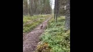 An intelligent rabbit knows that the dog follows its scent