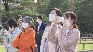 冬の風物詩「雪つり」始まる　金沢・兼六園