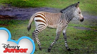 Baby Zebras!🦓 | Disney Animals Special Delivery with T.O.T.S. | Disney Junior