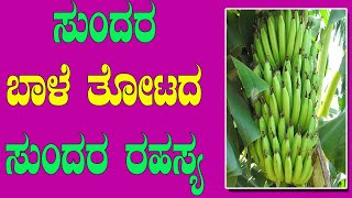 ಸಾವಯವ ಕೃಷಿಯಲ್ಲಿ ಅದ್ಭುತವಾಗಿ ಬಾಳೆ ಬೆಳೆದ ರೈತ | WONDERFUL YIELD IN ORGANIC BANANA FARMING