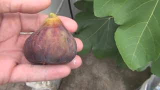 First Fig of the season  Zingarella Breba Fig 2019