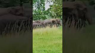 Elephant #elephants jharkhand //ranchi //mander //chanho #ranchinews #elephantvideo #elephantattack