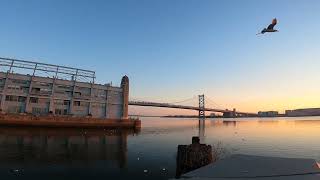 Beautiful Seagulls Soaring Above the Delaware River at Penn's Landing During Sunrise. Peaceful