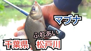 葛飾クチボソ釣行2024-11-01千葉県松戸川#マブナ