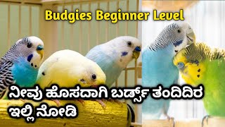 ನೀವು ಹೊಸದಾಗಿ ಬರ್ಡ್ಸ್ ತಂದಿದಿರ |🤷ಅಥವಾ ಈಗ ಸಕೋಕೆ 🐥ಶುರು ಮಾಡಿದಿರ ಒಂದ್ ಸಲ🌟 ಈ ವಿಡಿಯೋ ಪೂರ್ತಿಯಾಗಿ ನೋಡಿ👍|