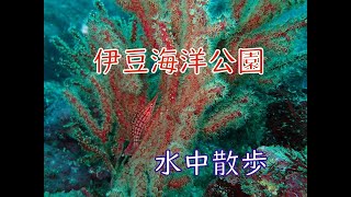 伊豆海洋公園　ぐるっと一周　むねダイビングショップ