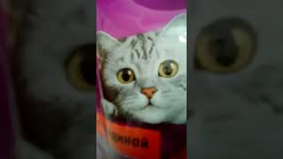 Неожиданное появление КоШаКа🐈😂