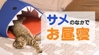 猫の昼寝を覗いたら、可愛い寝顔がみれました