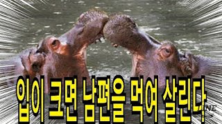 여자가 입이 큰 관상이면 남편을 먹여 살린다