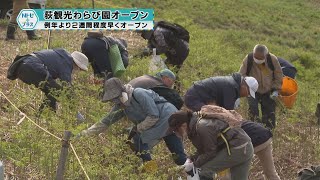 ｢荻観光わらび園オープン｣例年より２週間程度早くオープン