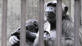 アツシ＆カコ　愛の賛歌　茶臼山動物園　チンパンジー