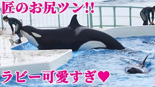 【激かわ】ラビーが匠のお尻ツン^^ 鴨川シーワールド シャチ KamogawaSeaWorld  orca killerwhale