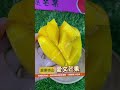 不✨敢✨相✨信‼️甜度竟然直逼２０啦❤️‍🔥❤️‍🔥【在地嚴選愛文芒果】隨手拿一顆起來切都超級美👍細緻果肉超級爽口😋