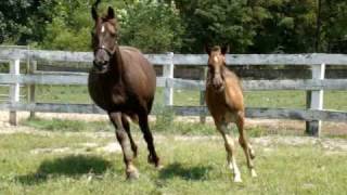 Statesman's DayDreamer by Chief of State of Statesman Farm out of Springhollow Serena