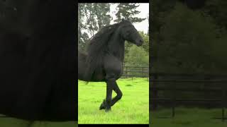 Funny Horses Show Strength Try Not To Laugh It's Really Strongest Horse Funny Video 2022 # 73