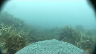 Scientists equip Australian sea lions with cameras to explore previously unmapped ocean habitats