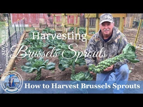 HD How to Harvest Brussels Sprouts HD How to Harvest Brussels Sprouts