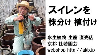 スイレンを株分け植付け